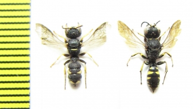 Hymenoptera sp.  Italy - INSECTS-STORE.RU
