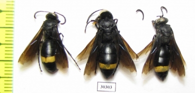 Hymenoptera sp.  Kazakhstan - INSECTS-STORE.RU