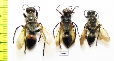 Hymenoptera sp.  Kazakhstan - INSECTS-STORE.RU