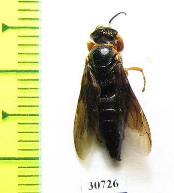 Hymenoptera sp.  Morocco - INSECTS-STORE.RU