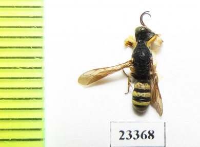 Hymenoptera sp.  Russia, Crimea reg. - INSECTS-STORE.RU