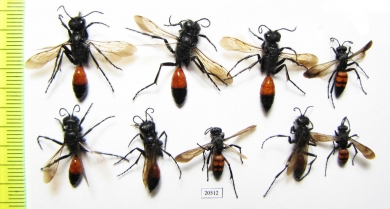 Hymenoptera sp.  Russia, Tver reg. - INSECTS-STORE.RU