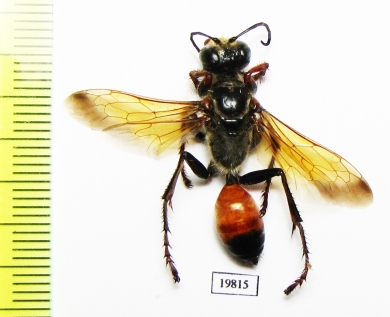 Hymenoptera sp.  Russia, Crimea reg. - INSECTS-STORE.RU