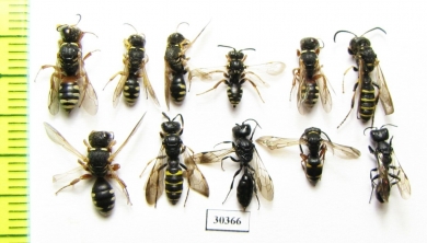 Hymenoptera sp.  Russia, Tver reg. - INSECTS-STORE.RU