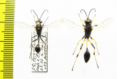 Hymenoptera sp.  Russia, Tver reg. - INSECTS-STORE.RU