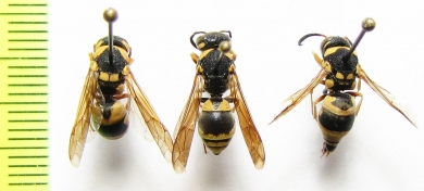 Hymenoptera sp.  Uzbekistan - INSECTS-STORE.RU