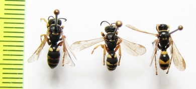 Hymenoptera sp.  Uzbekistan - INSECTS-STORE.RU