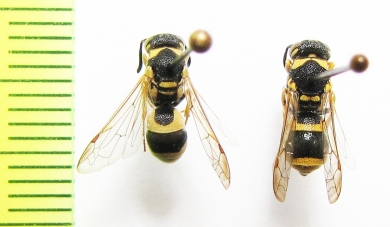 Hymenoptera sp.  Uzbekistan - INSECTS-STORE.RU