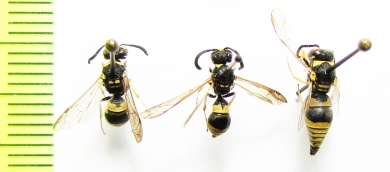 Hymenoptera sp.  Uzbekistan - INSECTS-STORE.RU