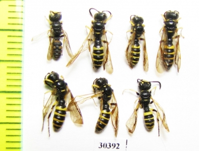 Hymenoptera sp.  Tajikistan - INSECTS-STORE.RU