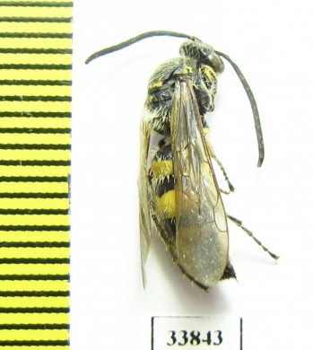 Scoliidae sp.  India, Assam - INSECTS-STORE.RU