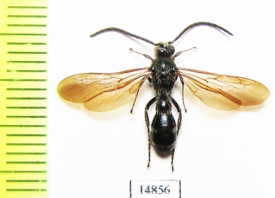 Scoliidae sp.  Indonesia, Buru isl. - INSECTS-STORE.RU