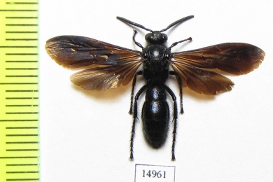 Scoliidae sp.  Indonesia, Sumatra - INSECTS-STORE.RU