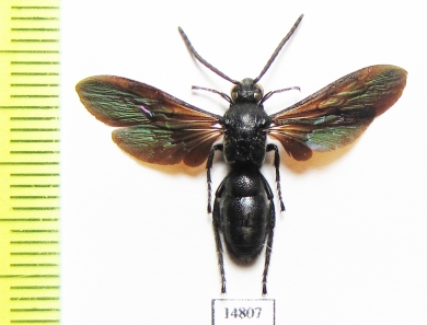 Scoliidae sp.  Solomon isl. - INSECTS-STORE.RU