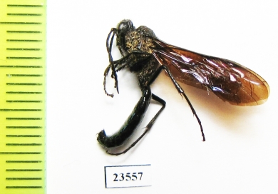 Ichneumonoidea sp.  Argentina - INSECTS-STORE.RU