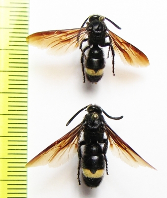 Scolia schrenckii  Kazakhstan - INSECTS-STORE.RU
