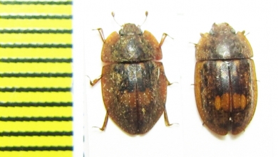 Nitidulidae sp.  Bolivia - INSECTS-STORE.RU
