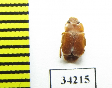 Nitidulidae sp.  Ethiopia - INSECTS-STORE.RU