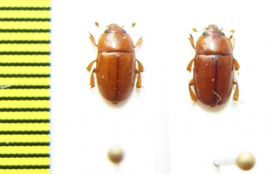 Nitidulidae sp.  Paraguay - INSECTS-STORE.RU