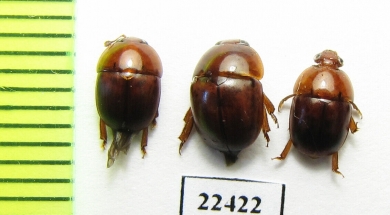 Nitidulidae sp.  Peru - INSECTS-STORE.RU
