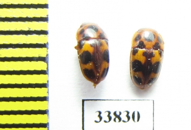 Nitidulidae sp.  Russia, Far East - INSECTS-STORE.RU