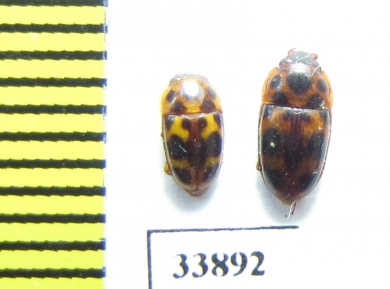 Nitidulidae sp.  Russia, Far East - INSECTS-STORE.RU