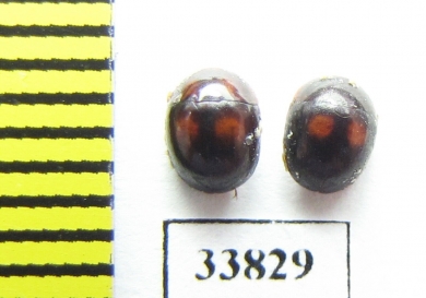 Nitidulidae sp.  Russia, Far East - INSECTS-STORE.RU