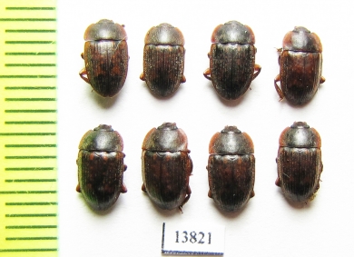 Nitidulidae sp.  Thailand - INSECTS-STORE.RU