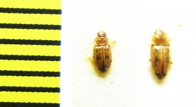 Epuraea distincta  Belorussia - INSECTS-STORE.RU