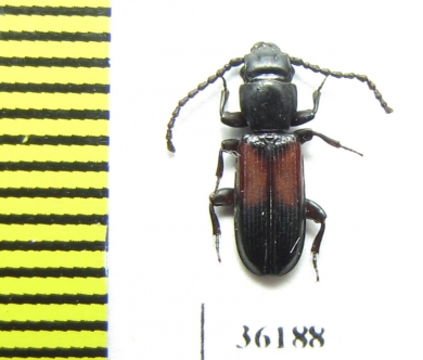 Passandridae sp.  Thailand - INSECTS-STORE.RU