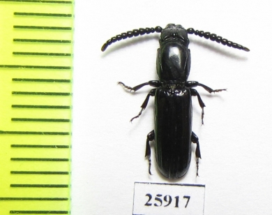 Passandridae sp.  South Africa Rep. - INSECTS-STORE.RU