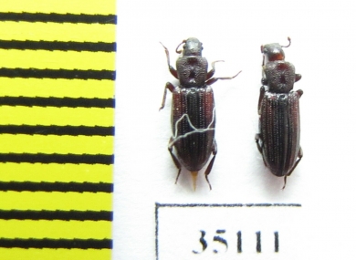 Bothrideridae, Bothrideres bipunctatus  Russia, Tver reg. - INSECTS-STORE.RU