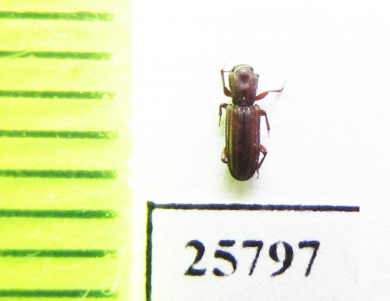 Bothrideridae sp.  Peru - INSECTS-STORE.RU