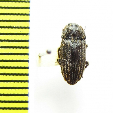 Bothrideridae sp.  India, Rajasthan - INSECTS-STORE.RU