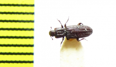 Bothrideridae sp.  India, Rajasthan - INSECTS-STORE.RU