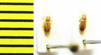 Cryptophagidae, Cryptophagus dorsalis  Belorussia - INSECTS-STORE.RU