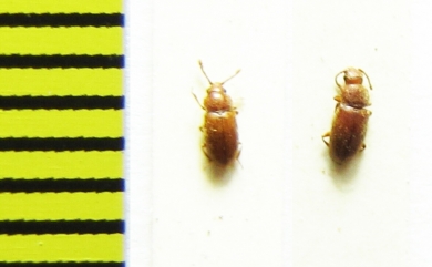 Cryptophagidae, Cryptophagus saginatus  Russia, Tver reg. - INSECTS-STORE.RU