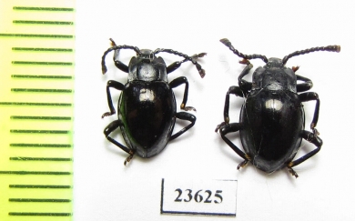 Endomychidae sp.  Malaysia, Borneo - INSECTS-STORE.RU