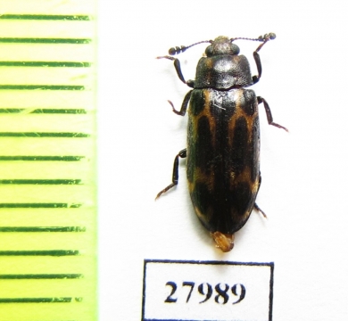 Erotylidae sp.  Angola - INSECTS-STORE.RU