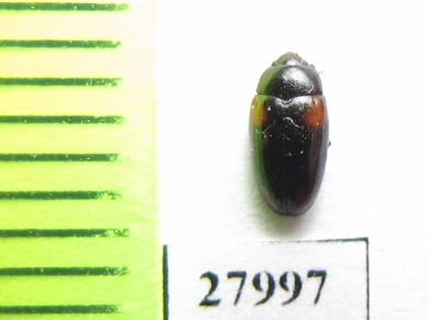 Erotylidae sp.  Angola - INSECTS-STORE.RU