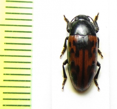 Erotylidae sp.  Argentina - INSECTS-STORE.RU