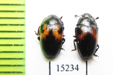 Erotylidae sp.  Indonesia, Kalimantan - INSECTS-STORE.RU