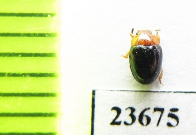 Erotylidae sp.  Indonesia, Sumatra - INSECTS-STORE.RU