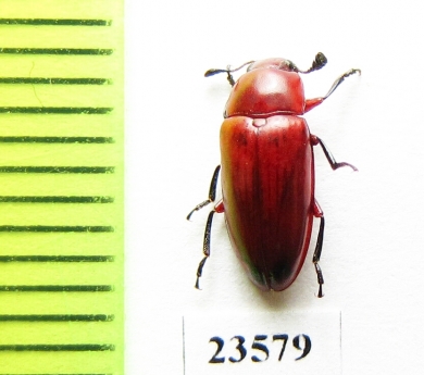 Erotylidae sp.  Madagascar - INSECTS-STORE.RU
