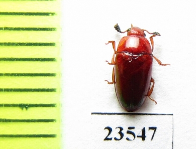 Erotylidae sp.  Madagascar - INSECTS-STORE.RU