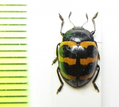 Erotylidae sp.  Malaysia - INSECTS-STORE.RU