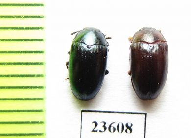 Erotylidae sp.  Malaysia - INSECTS-STORE.RU