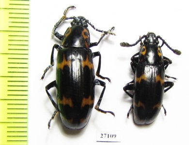 Erotylidae sp.  Malaysia, Borneo - INSECTS-STORE.RU