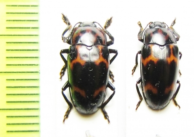 Erotylidae sp.  Malaysia, Borneo - INSECTS-STORE.RU