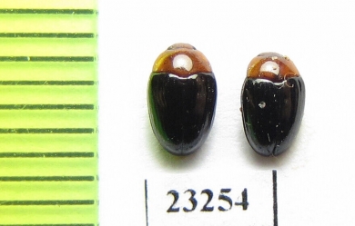 Erotylidae sp.  Myanmar - INSECTS-STORE.RU